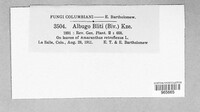 Albugo bliti image